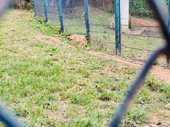 -大连森林动物园