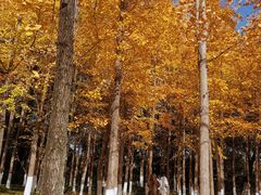 -洛东土菜馆(建国北路店)