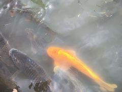 -桐乡凤凰湖
