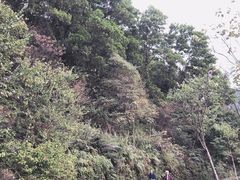 -云溪植物园