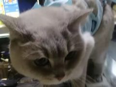 -纳吉亚猫专科动物诊疗中心(蒋宅口分院)