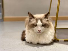 -飞行喵MR PILOT|猫舍·猫咖(静安大融城店)