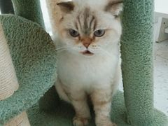 -喵园·猫主题咖啡厅·撸猫·猫咖(国贸店)