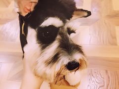 Oh&nbsp;My&nbsp;Dog宠物沙龙(源深店)-Oh My Dog宠物沙龙(伊珊娜皮毛护理店)