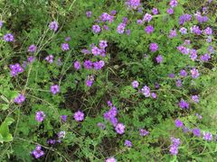 -瑶湖郊野森林公园