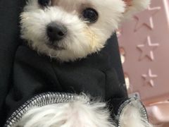 -PETKIT小佩宠物(昭化店)