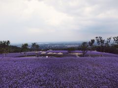-紫云台香草园