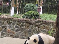 -都江堰中华大熊猫苑