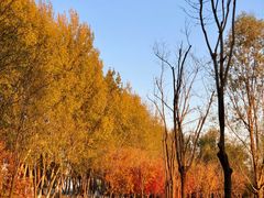 -东郊湿地公园