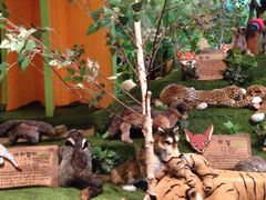 -济州岛泰迪熊博物馆