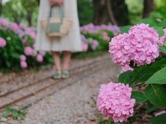 -上海滨江森林公园