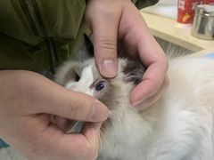 -安安宠医·安宠宠物医院