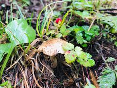 -硗碛藏寨·神木垒景区