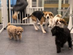 -有喵·猫咖·狗咖·30几只猫10只小狗(岗厦店)