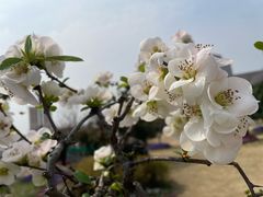 -莫愁湖公园