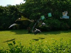 -广州长隆飞鸟乐园