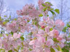 -海棠花溪(元大都城垣遗址公园)