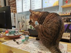 -猫的天空之城概念书店(杭州南宋御街店)