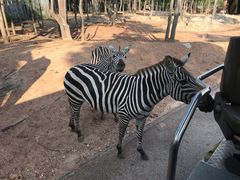 -清迈夜间动物园