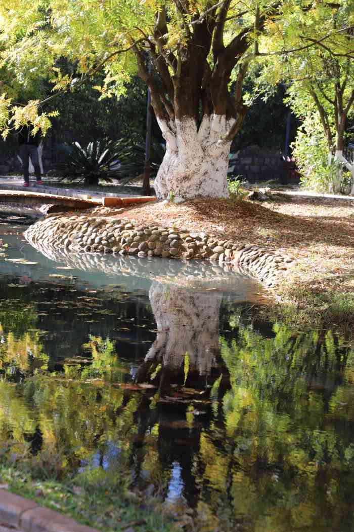 昆明海口林场森林公园-"跟着组织去的,离昆明市区有点远,建议开车.