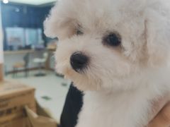 -翊宠yipet猫狗购宠庄园