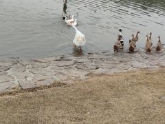 -黄兴公园