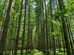 -黄海国家森林公园