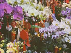 -溪岸路花鸟市场