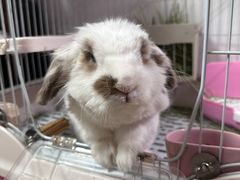 -宠物兔专门店(天丰利市场店)