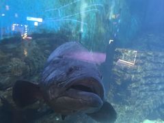 -烟台海昌鲸鲨海洋公园