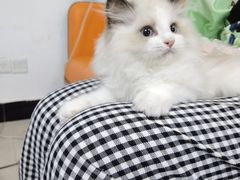 -lincat·猫舍(广州店)