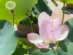 -莲花池公园