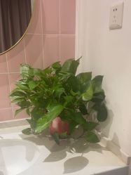 -漂亮妈妈通乳·塑形·产后恢复(奥体店)