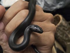 -酷以爬仙阁实体爬宠店·守宫·蜥蜴·专业繁育