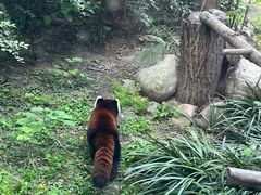 -成都动物园