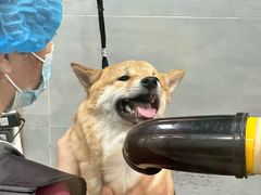 -宠福鑫康馨动物医院·骨科·眼科