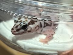 -酷以爬仙阁实体爬宠店·守宫·蜥蜴·专业繁育