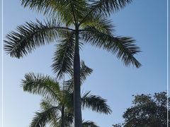-云溪植物园