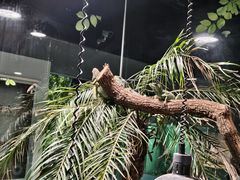 -上海大自然野生昆虫馆(东方明珠·爬宠昆虫探索中心)