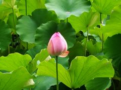 -四川大学(华西校区)