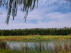 -泗洪洪泽湖湿地景区
