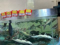 鸭嘴鱼-鲤鱼塘农家山庄