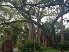 -瑞丽独树成林风景区