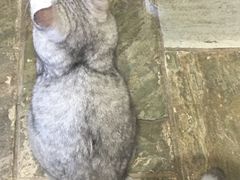 -猫咪博物馆(顶澳仔猫街店)