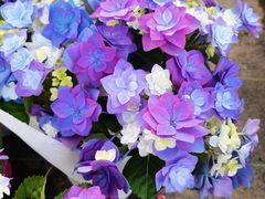 -龙大花卉苗木市场