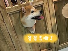 -柴源莊·柴小宠柴犬咖啡