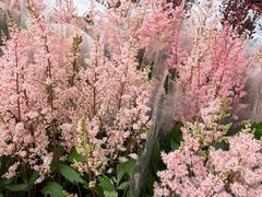 -龙大花卉苗木市场