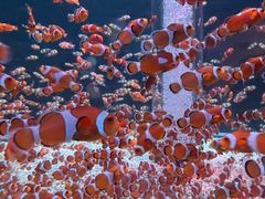 -海合安成都极地海洋公园