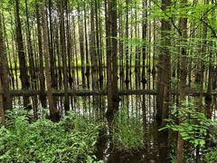 -桤木河湿地公园