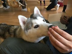 -Husky Go! 哈士奇体验馆·宠物咖啡厅狗咖
